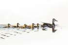 Mallard hen with ducklings in Acadia National Park-Maine-USA Art Print